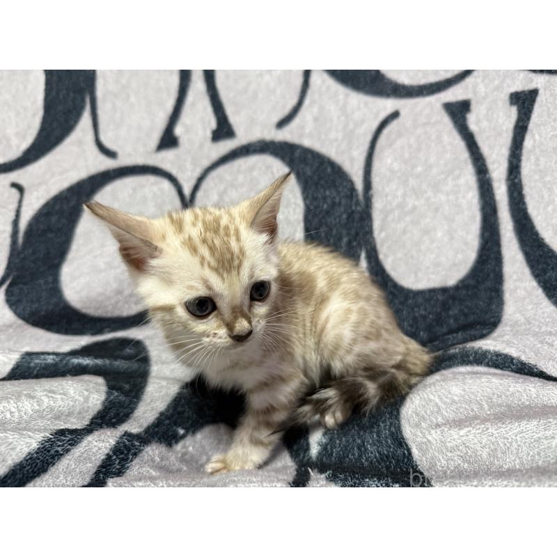 販売中の香川県のベンガル-131155の2枚目