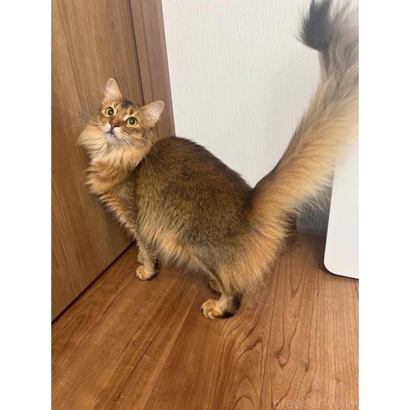 販売中の京都府のソマリ-131190の5枚目