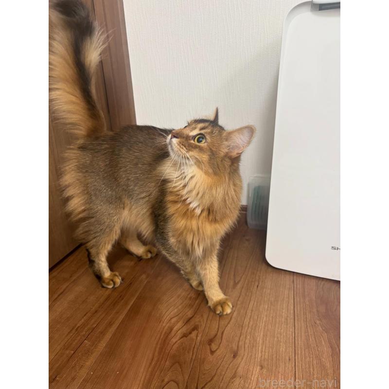 販売中の京都府のソマリ-131190の4枚目