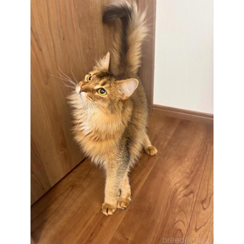 販売中の京都府のソマリ-131190の3枚目