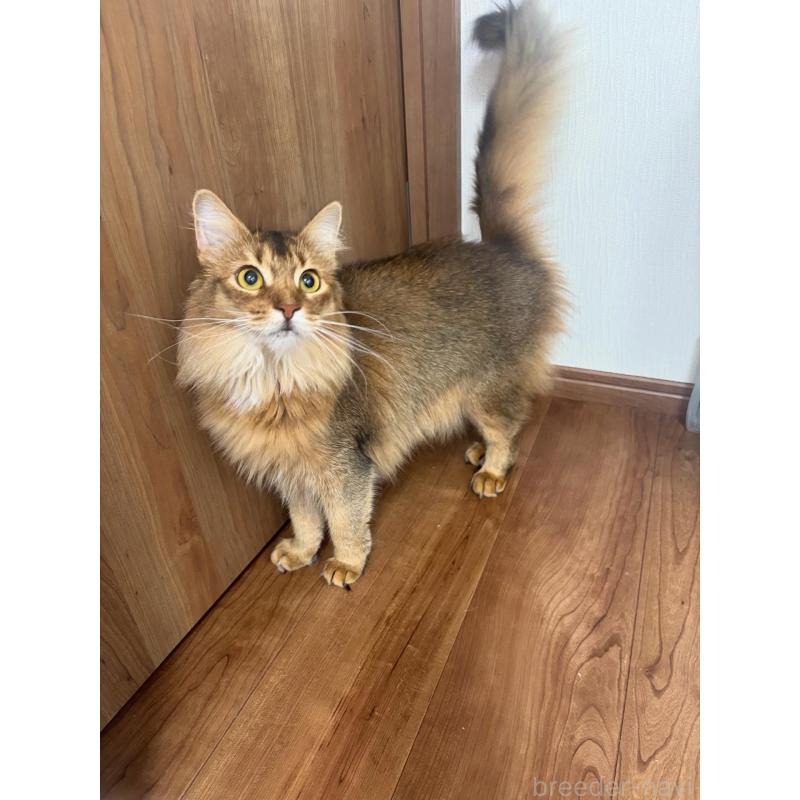 販売中の京都府のソマリ-131190の2枚目