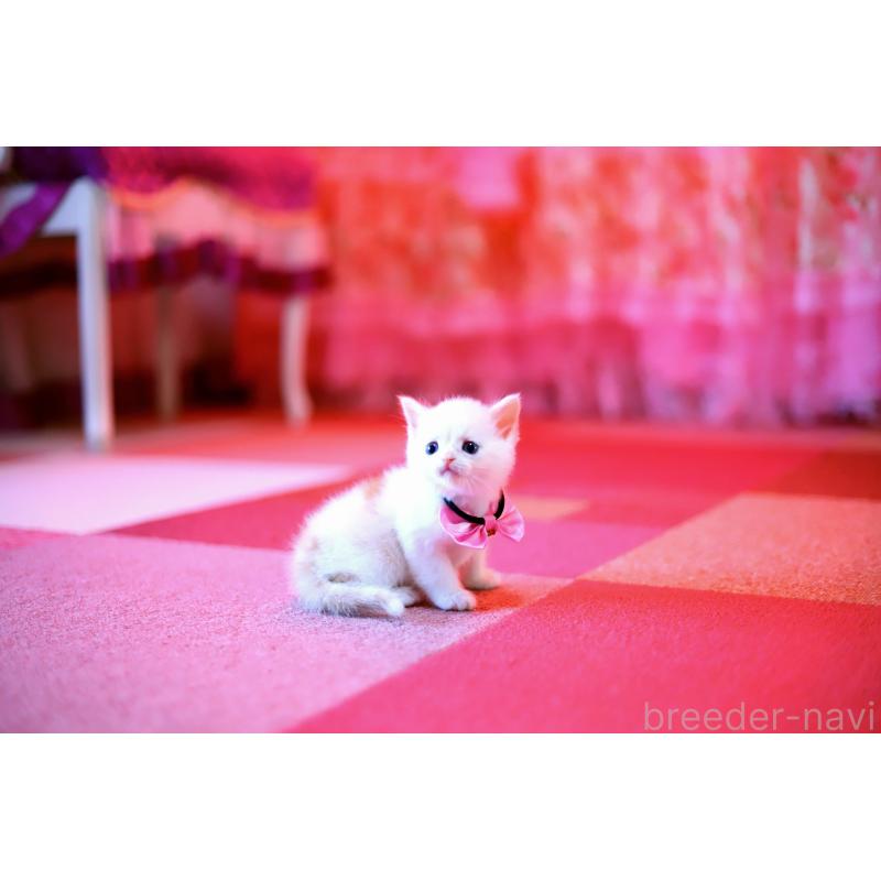 販売中の北海道のマンチカン-129051の8枚目