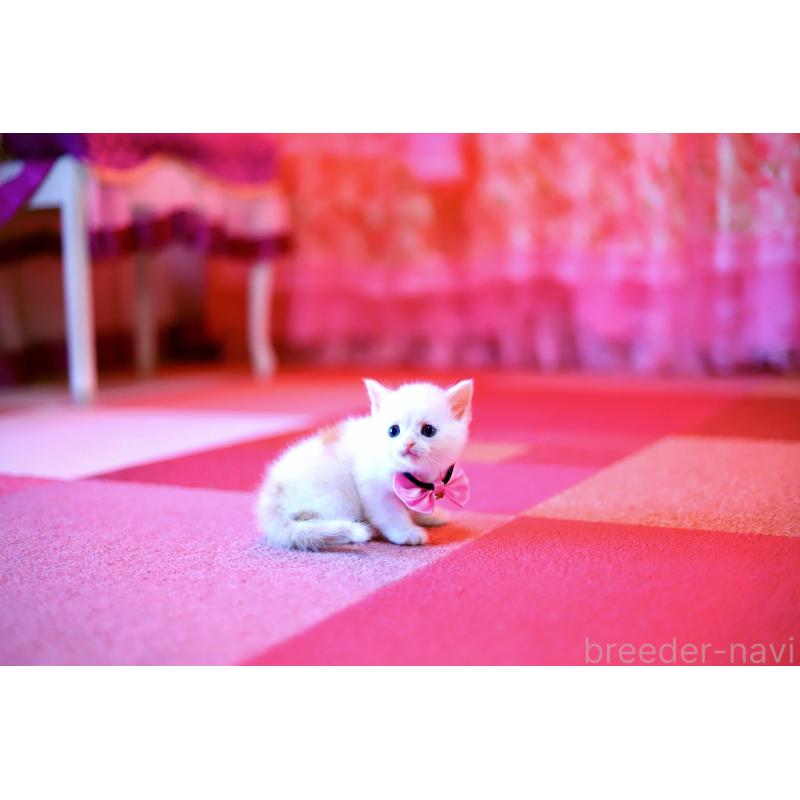 販売中の北海道のマンチカン-129051の7枚目