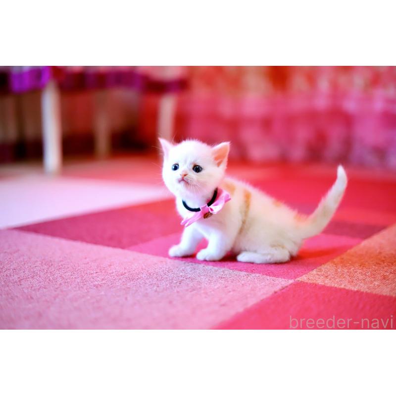 販売中の北海道のマンチカン-129051の6枚目