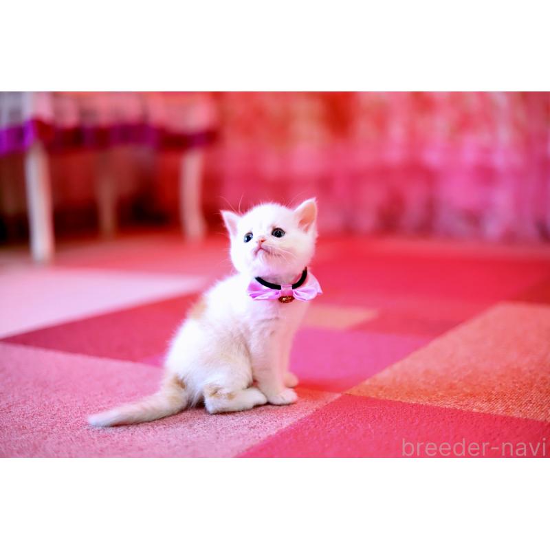 販売中の北海道のマンチカン-129051の5枚目