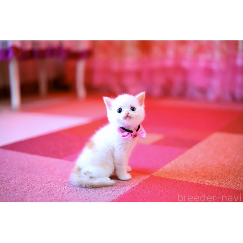 販売中の北海道のマンチカン-129051の4枚目