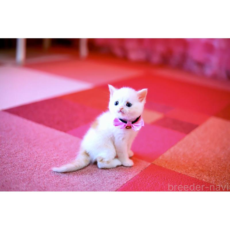 販売中の北海道のマンチカン-129051の3枚目