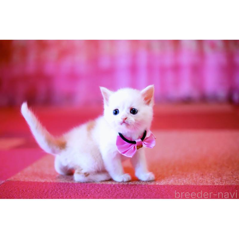 販売中の北海道のマンチカン-129051の2枚目