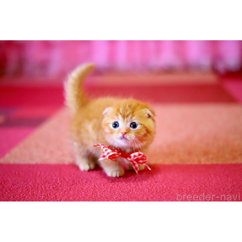 販売中の北海道のマンチカン-129023の7枚目