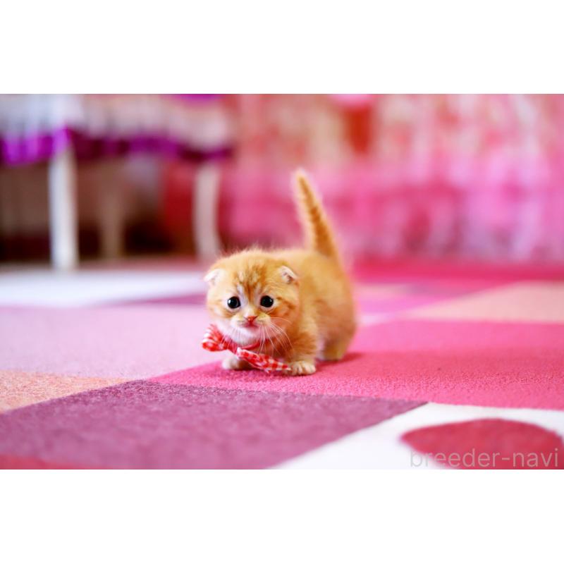 販売中の北海道のマンチカン-129023の6枚目