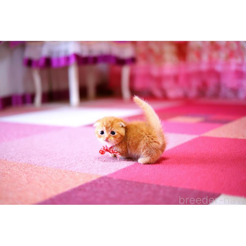 販売中の北海道のマンチカン-129023の5枚目