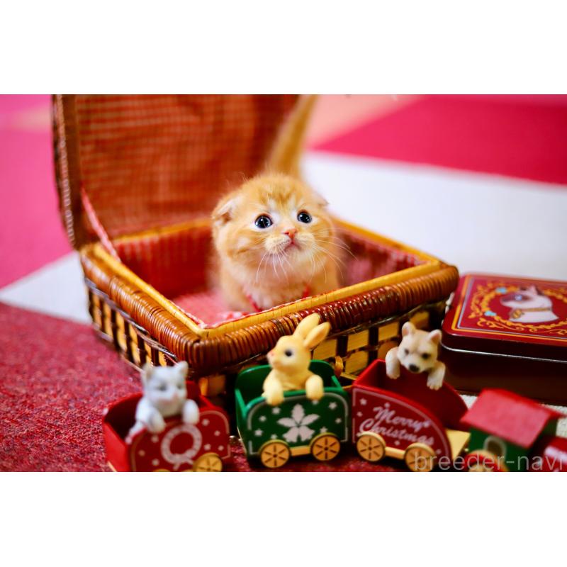 販売中の北海道のマンチカン-129023の3枚目