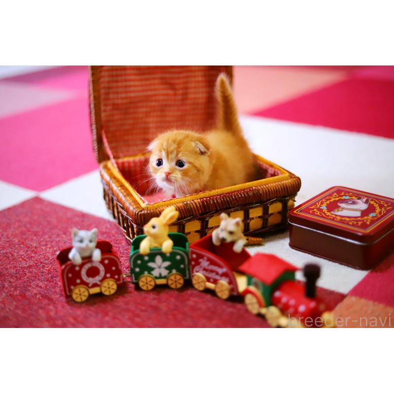 販売中の北海道のマンチカン-129023の2枚目