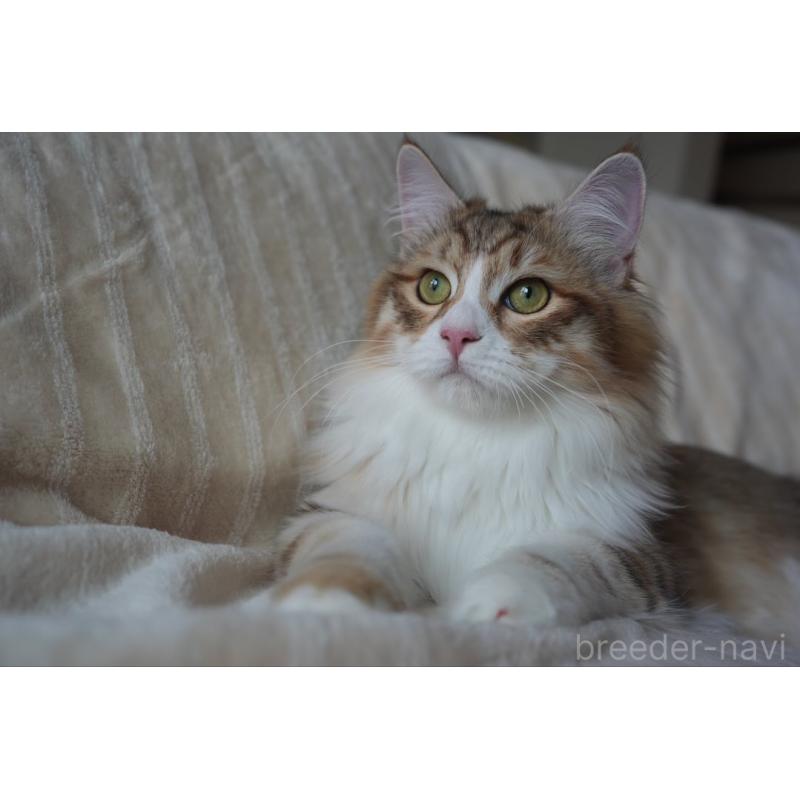 販売中の埼玉県のサイベリアン-131191の8枚目