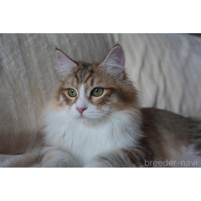 販売中の埼玉県のサイベリアン-131191の9枚目