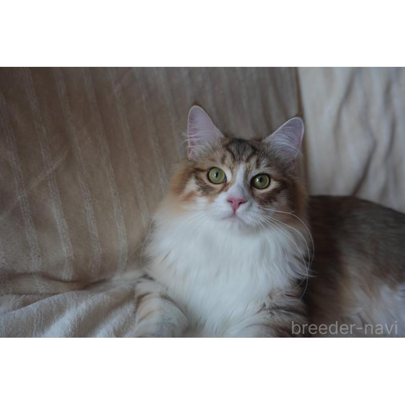 販売中の埼玉県のサイベリアン-131191の7枚目