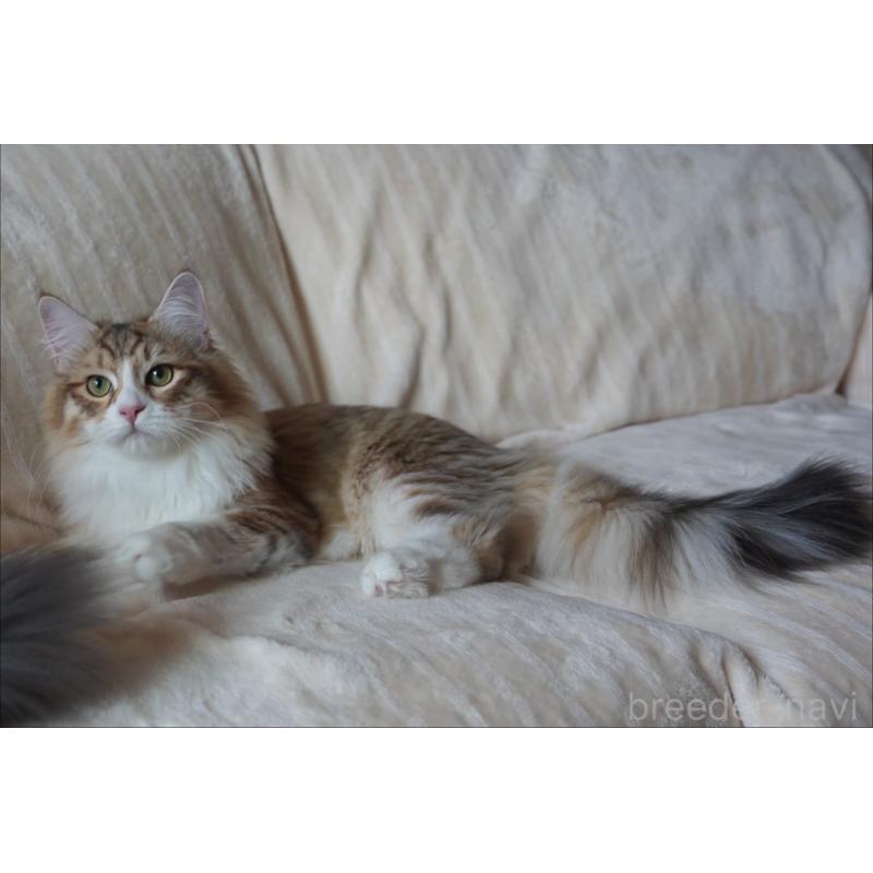 販売中の埼玉県のサイベリアン-131191の5枚目