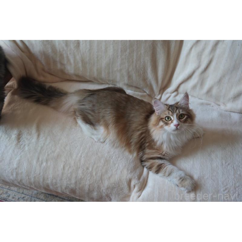 販売中の埼玉県のサイベリアン-131191の6枚目