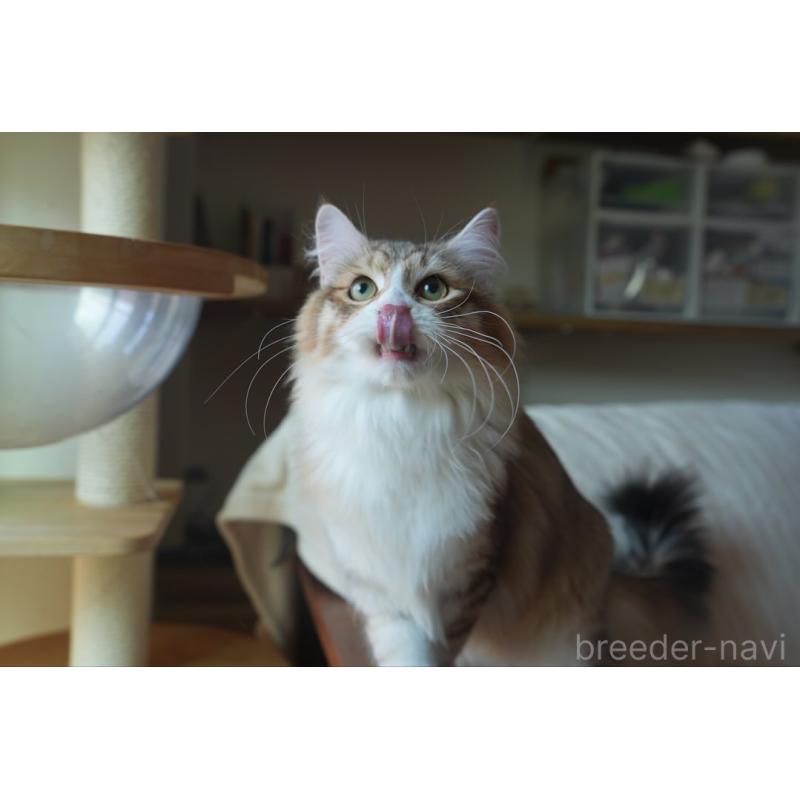 販売中の埼玉県のサイベリアン-131191の3枚目