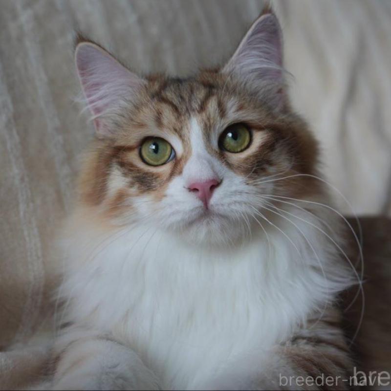 販売中の埼玉県のサイベリアン-131191の1枚目