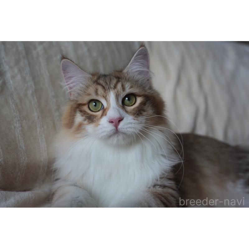 販売中の埼玉県のサイベリアン-131191の2枚目