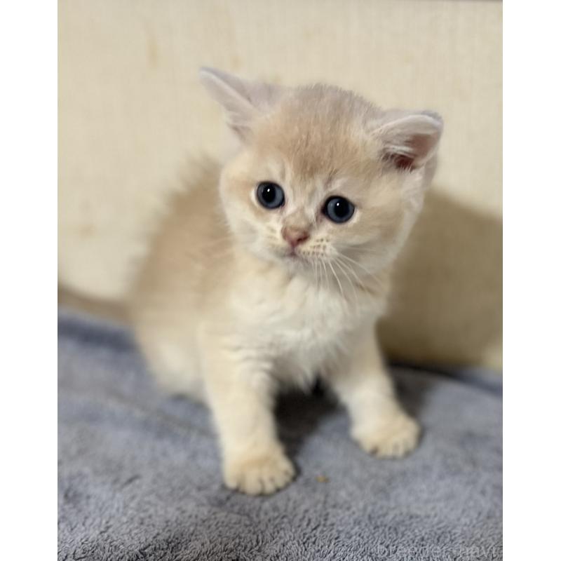 販売中の大阪府のブリティッシュショートヘア-129834の2枚目