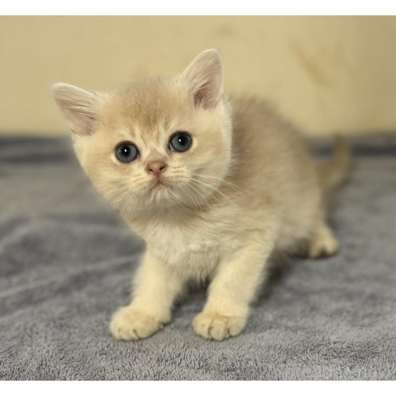 販売中ののブリティッシュショートヘア-129834