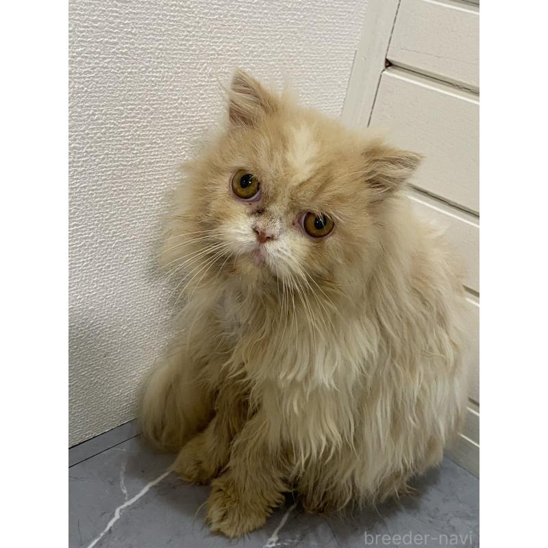 販売中の宮崎県のスコティッシュフォールド-126978の1枚目