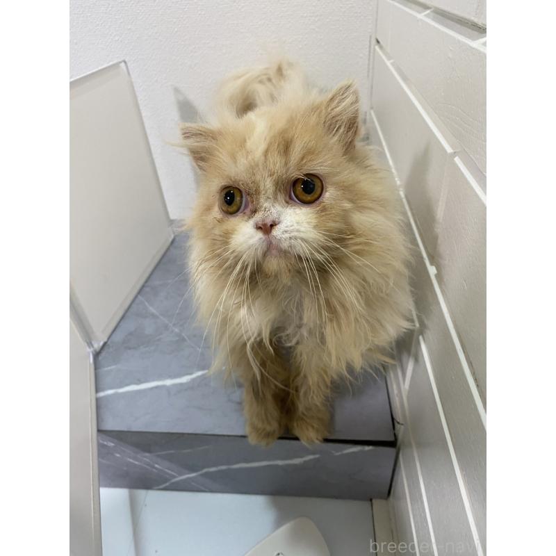 販売中の宮崎県のスコティッシュフォールド-126978の3枚目