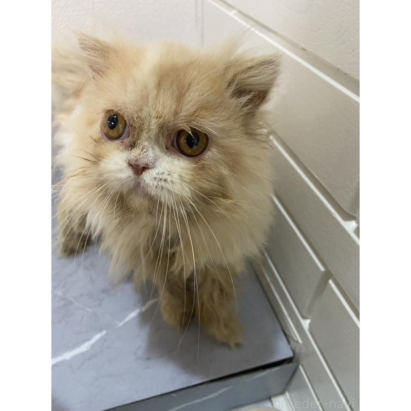 販売中の宮崎県のスコティッシュフォールド-126978の2枚目