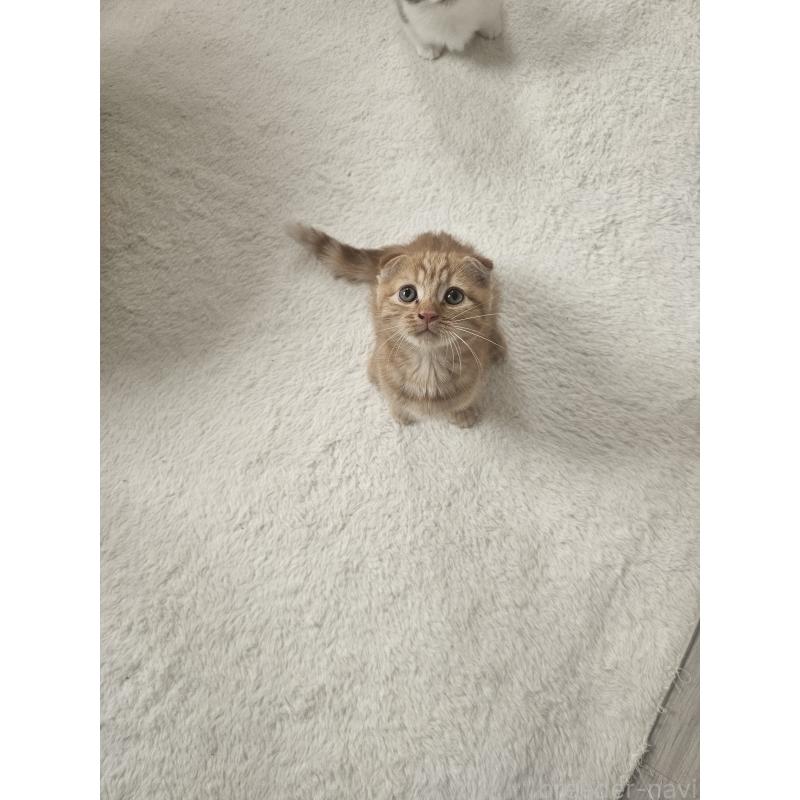 販売中の福岡県のマンチカン-128650の3枚目