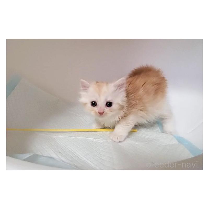 販売中の大阪府のミヌエット-131192の7枚目