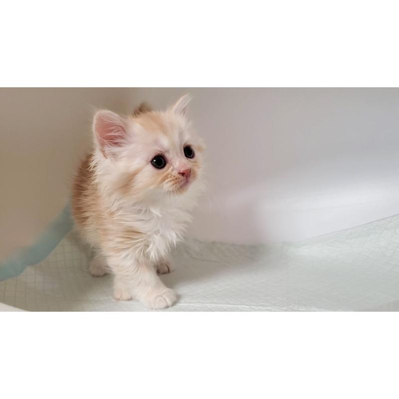 販売中の大阪府のミヌエット-131192の6枚目