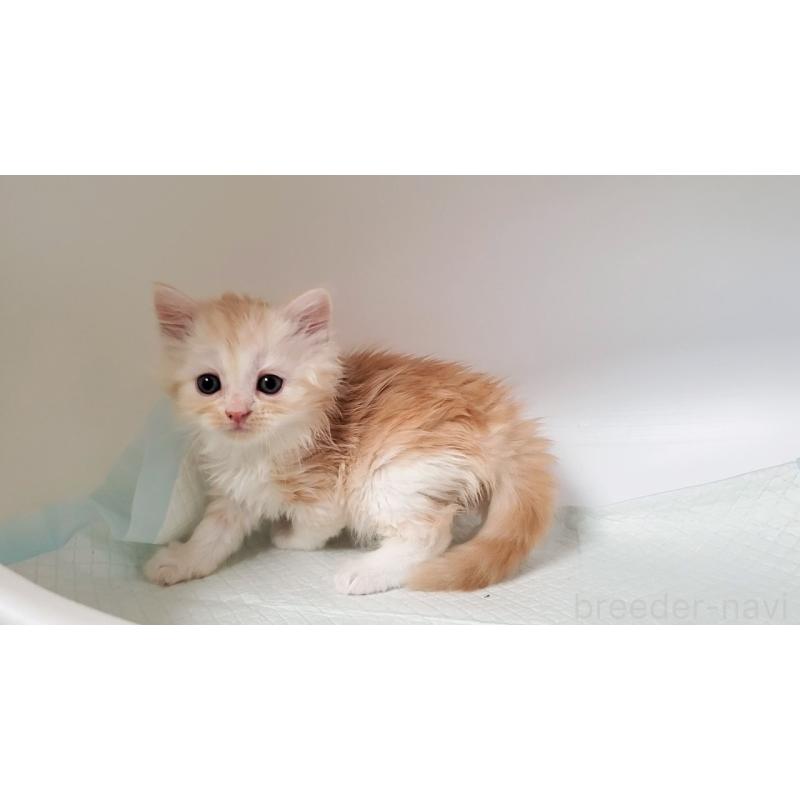 販売中の大阪府のミヌエット-131192の5枚目