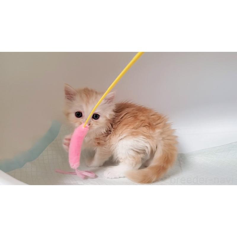 販売中の大阪府のミヌエット-131192の4枚目