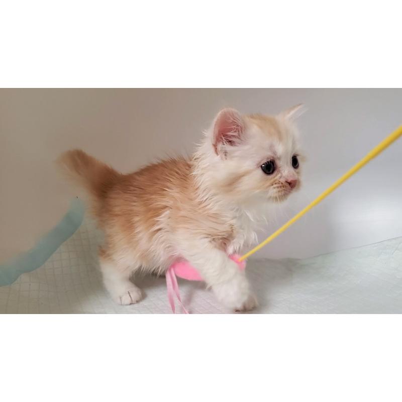 販売中の大阪府のミヌエット-131192の3枚目