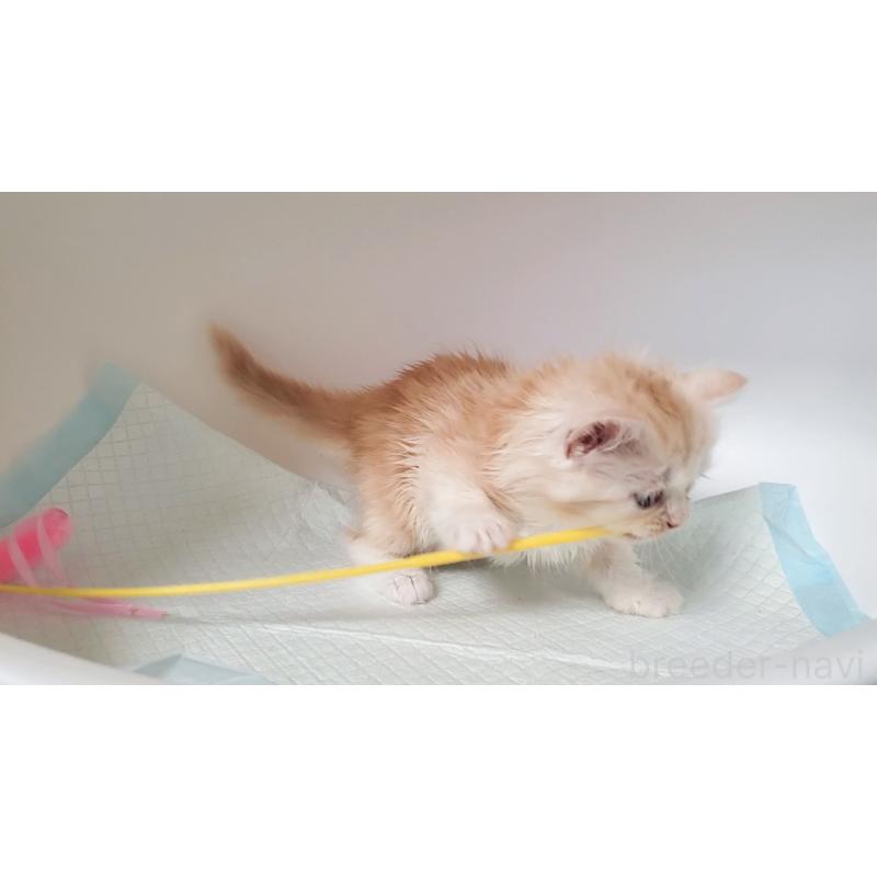 販売中の大阪府のミヌエット-131192の2枚目