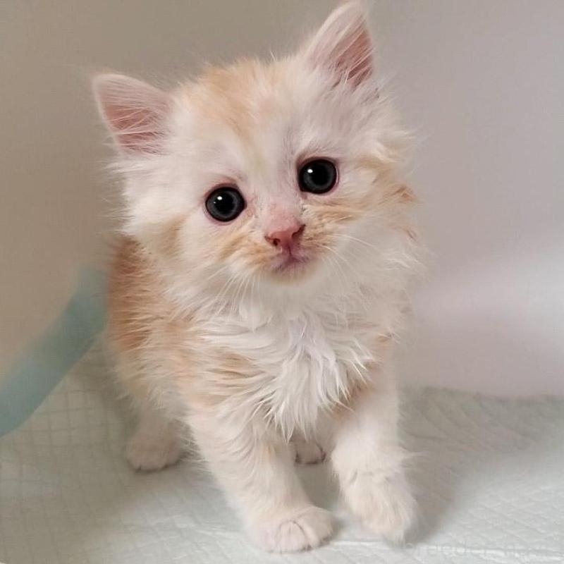 販売中の大阪府のミヌエット-131192