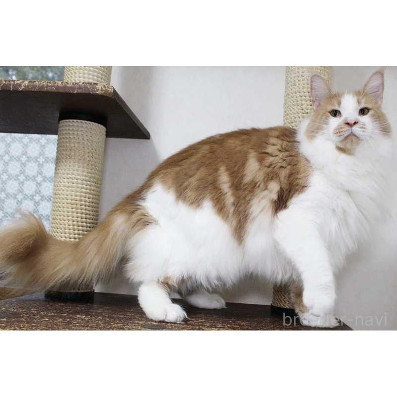 成約済の広島県のメインクーン-101315の5枚目