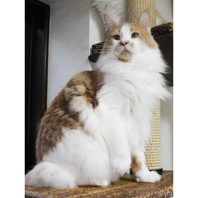 成約済の広島県のメインクーン-101315の4枚目