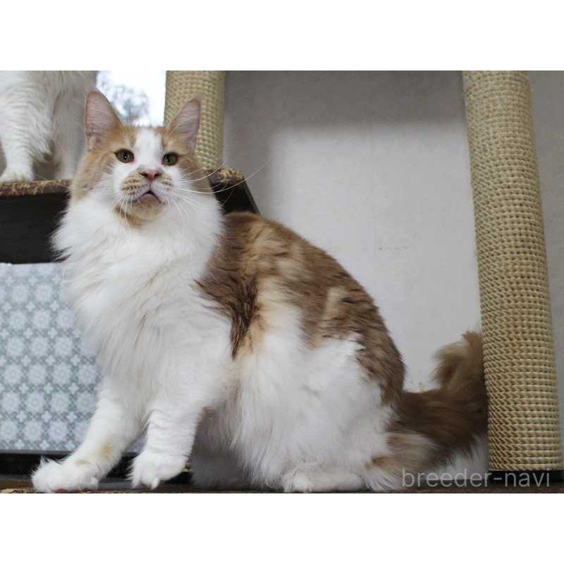 成約済の広島県のメインクーン-101315の3枚目