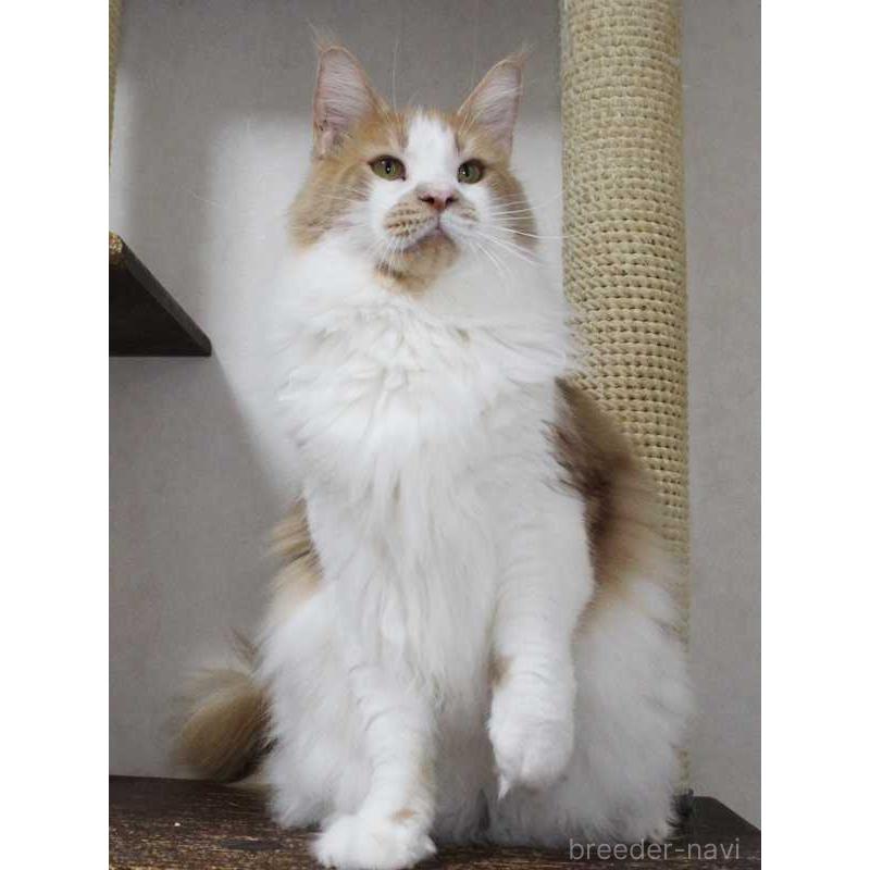 成約済の広島県のメインクーン-101315の2枚目