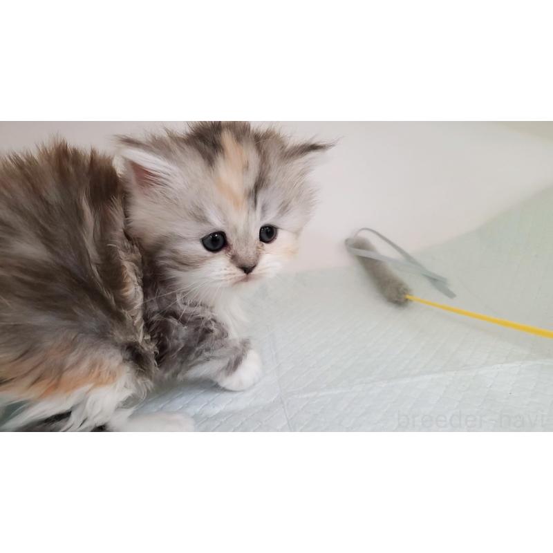 販売中の大阪府のマンチカン-131193の9枚目