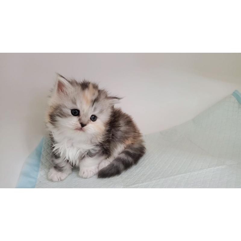 販売中の大阪府のマンチカン-131193の8枚目