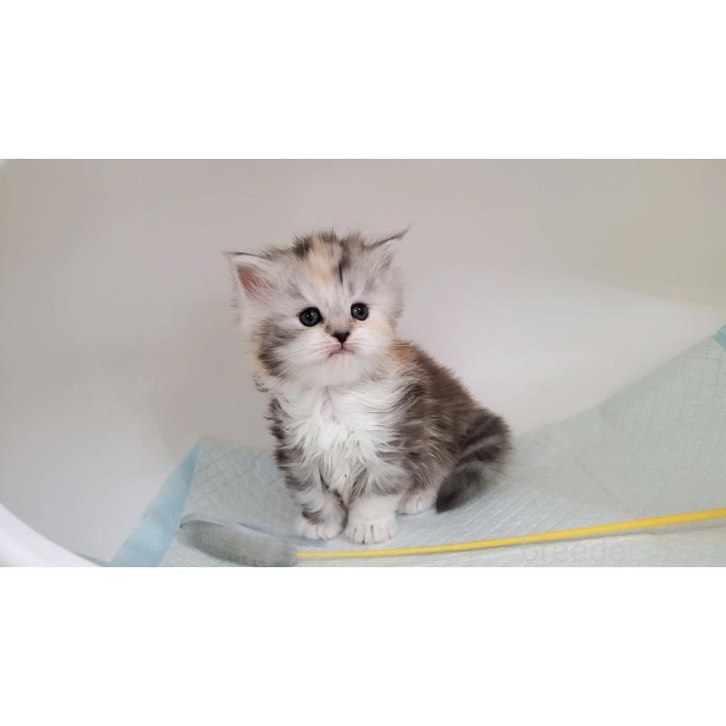 販売中の大阪府のマンチカン-131193の7枚目