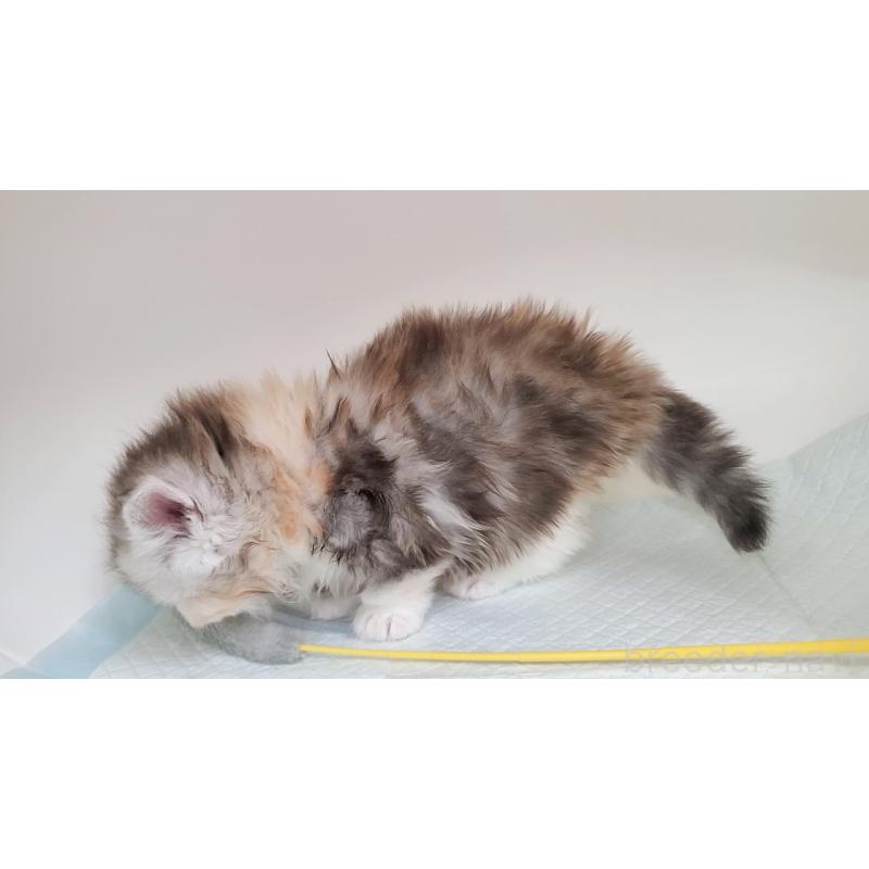 販売中の大阪府のマンチカン-131193の6枚目