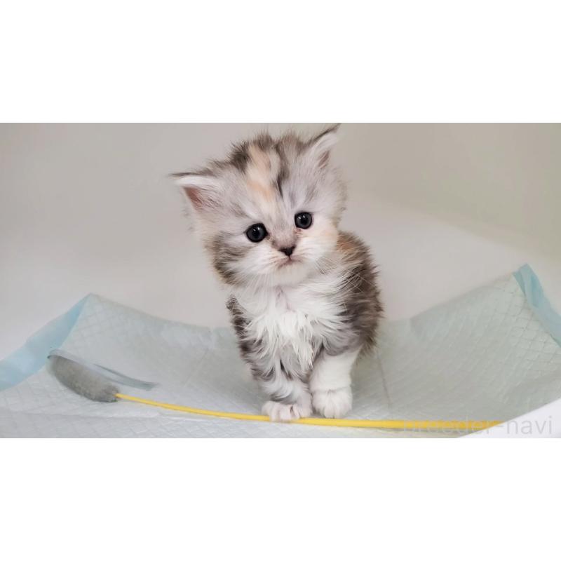 販売中の大阪府のマンチカン-131193の5枚目