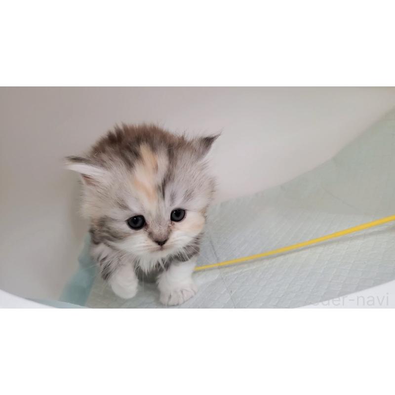 販売中の大阪府のマンチカン-131193の4枚目