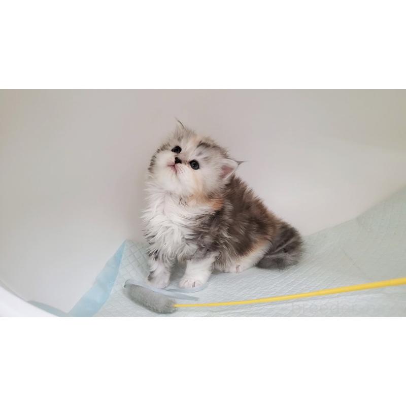 販売中の大阪府のマンチカン-131193の3枚目