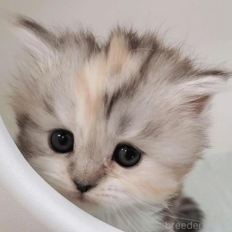 販売中の大阪府のマンチカン-131193